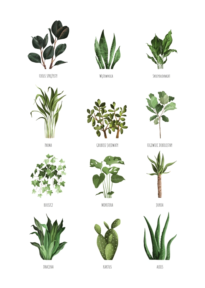 Rośliny domowe