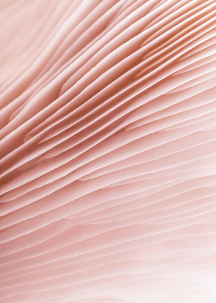 Pink abstract