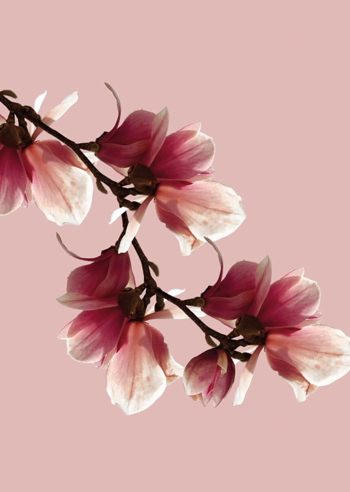 Magnolia