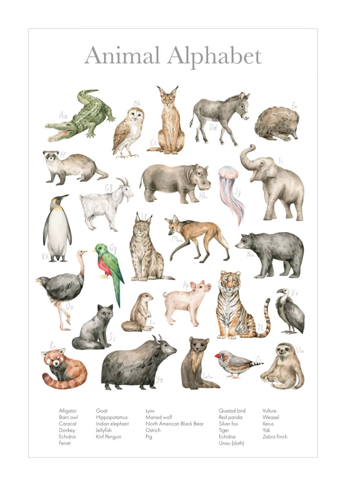 Animal alphabet