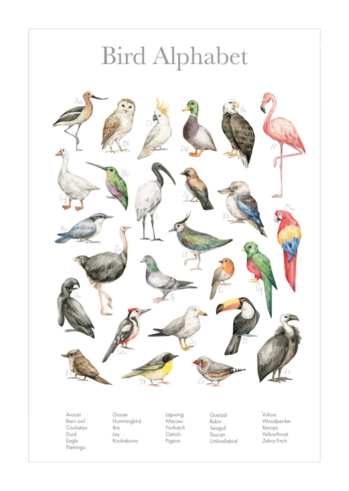 Bird alphabet
