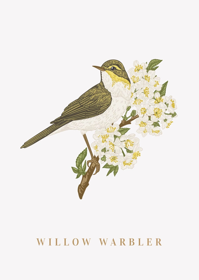 Willow warbler