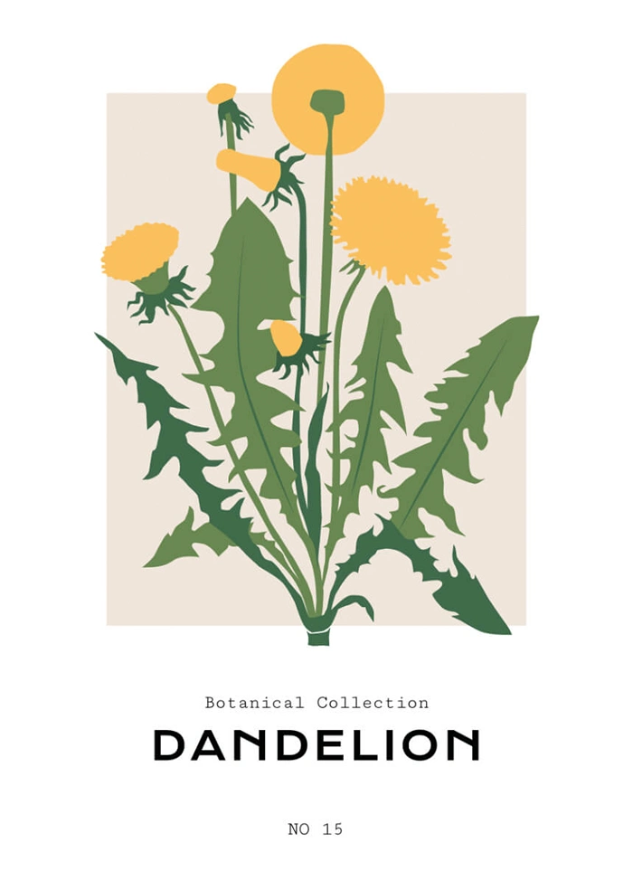 Dandelion