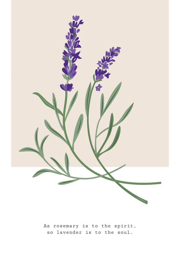 Lavender