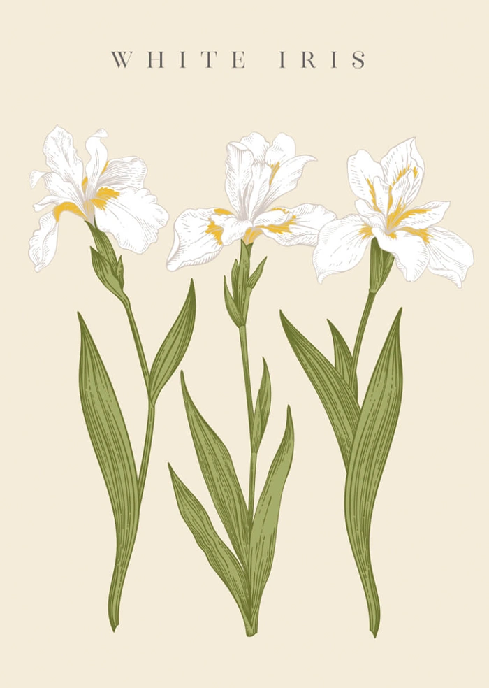 White iris