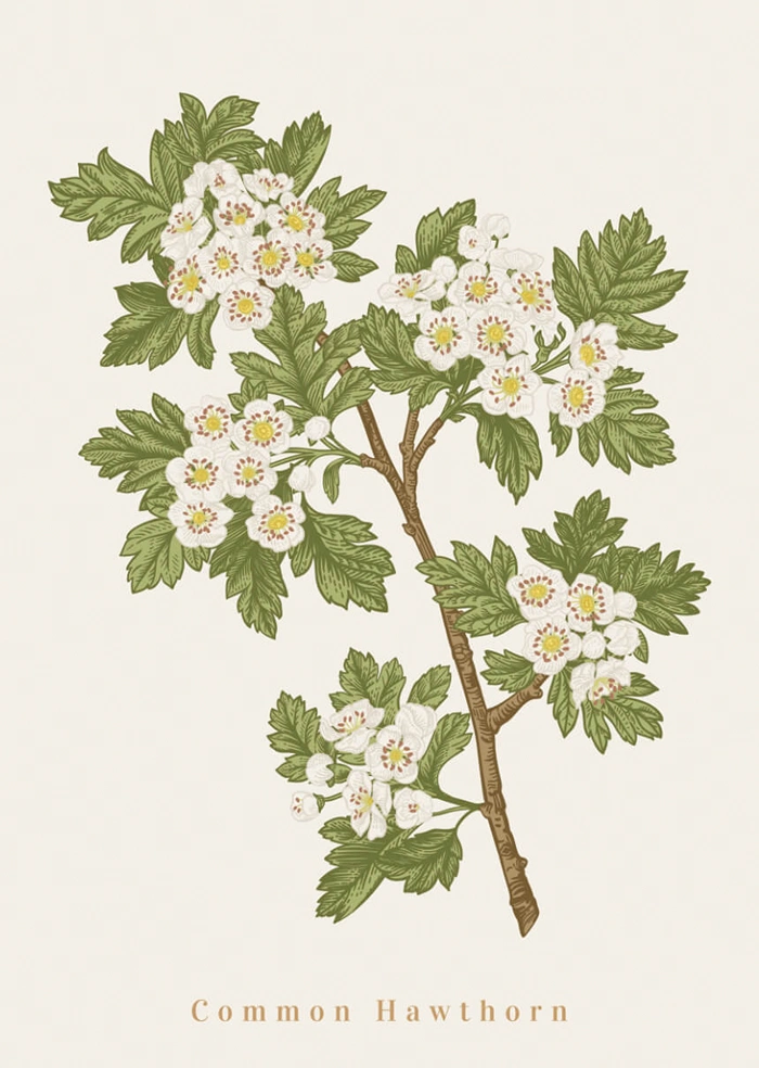 Common hawthorn