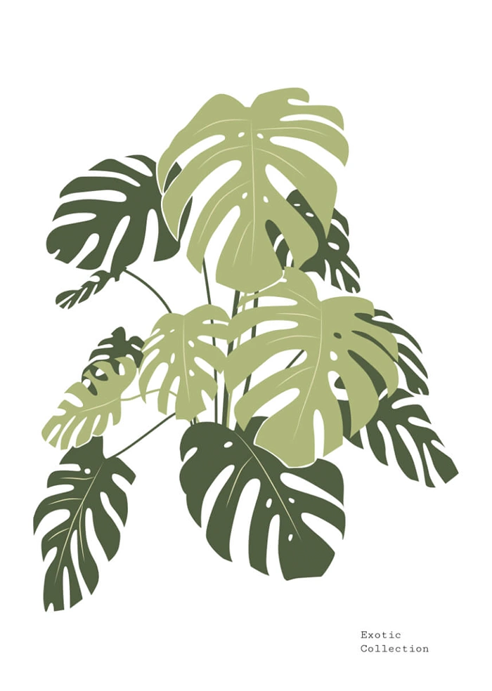 Monstera