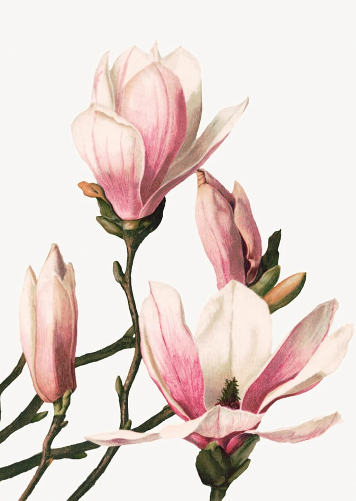 Magnolia