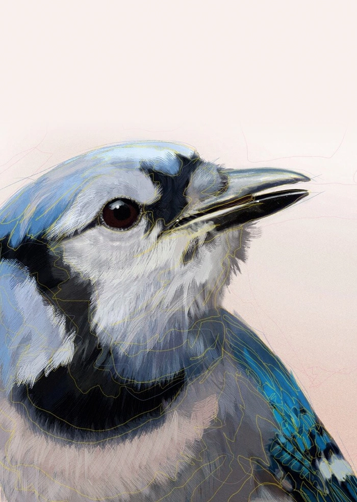 Modrosójka błękitna