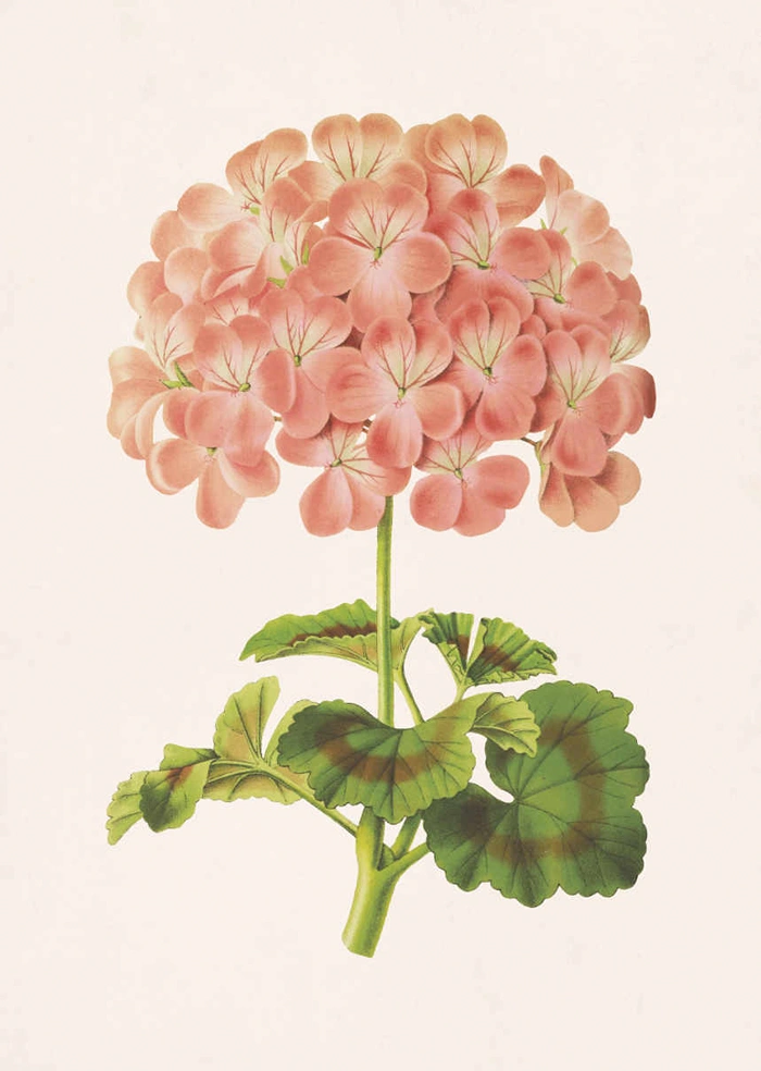 Geranium