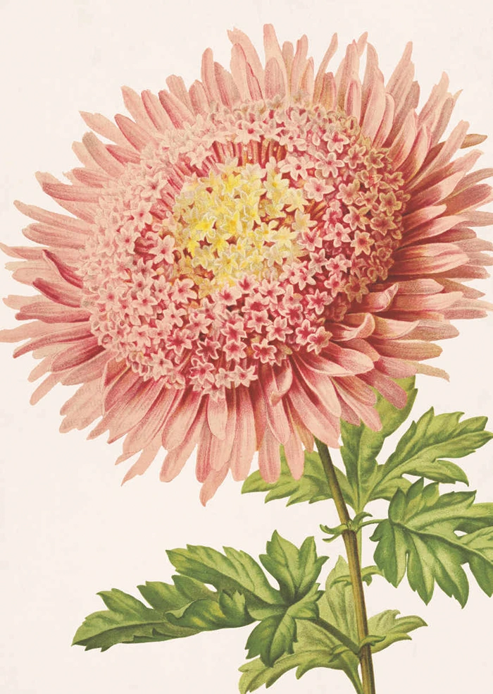 Chrysantheum