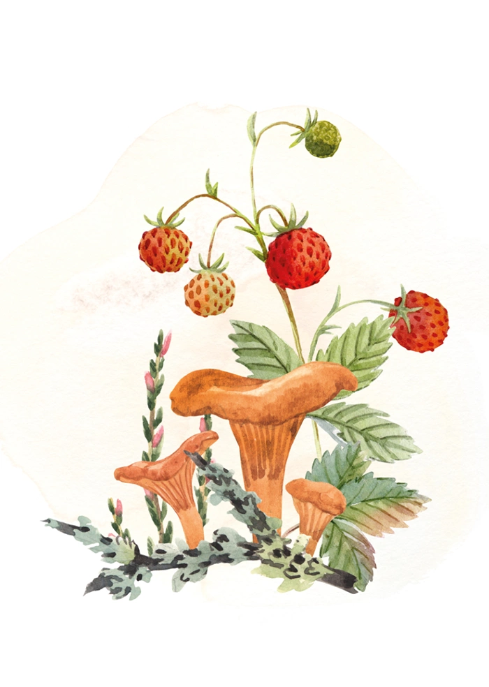 Poziomki, ach poziomki